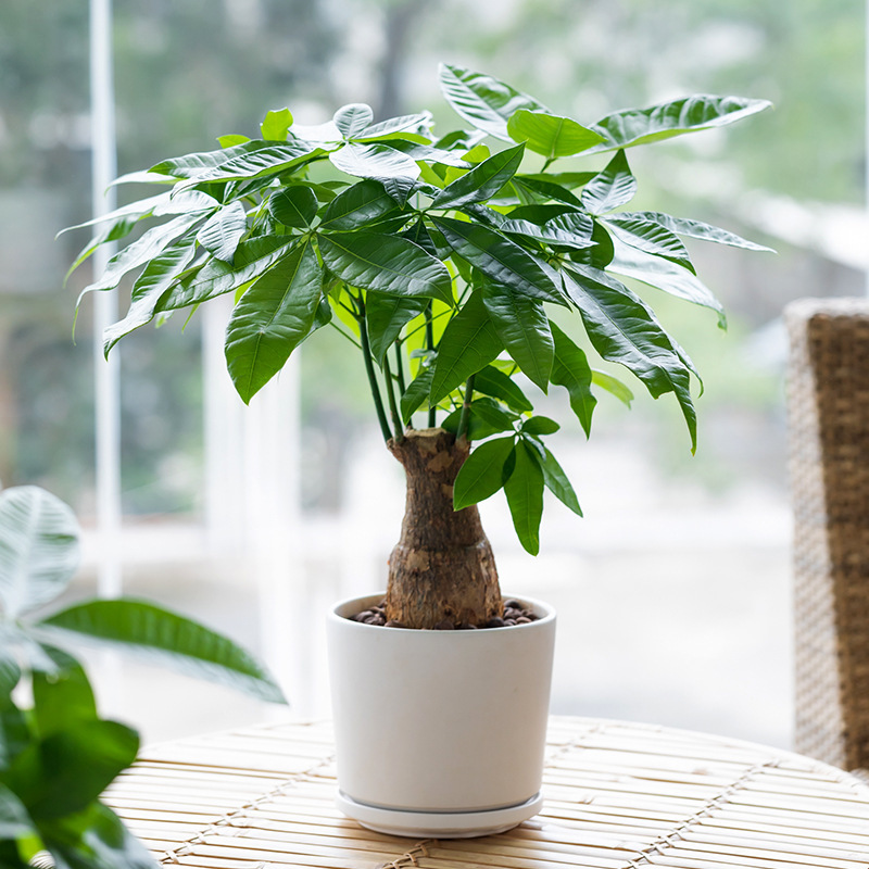 Large Money Tree Potted Tree Stump to Attract Wealth Florals and Green Plants Indoor Evergreen Living Room Office Money Tree