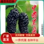 大叶种植盆栽嫁接桑树苗
