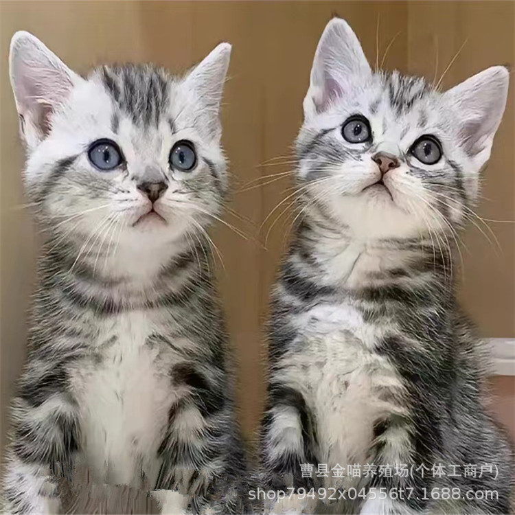 Beautiful short cheese kitten living beautiful short pet cat living creature long hair beautiful short short feet living cat napoleon young living creature Beautiful short cheese kitten living beautiful short pet cat living creature long hair beautiful short short feet living cat napoleon young living creature