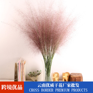 [Dried Flowers and Powders] Internet Celebrity Pink and Pink Miscanthus Dried Flowers Come with Fairy-Like Dried Flowers for Exhibition Home Decoration and Dyeing