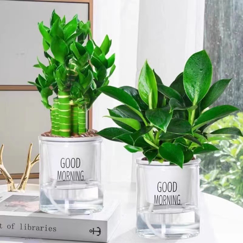 [핫 콤비네이션] 엄선된 연꽃 대나무 + 골든 다이아몬드(굿모닝 세면대)와 영양액