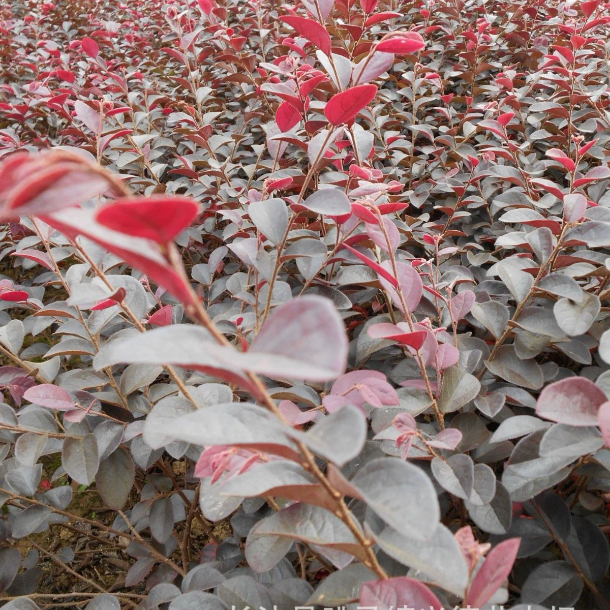 Оптовая продажа красного гибискуса, маленькие шарики волос красного гибискуса Хунань, саженцы садовых цветовых блоков, ярко-красный цвет, скидка на большие объемы