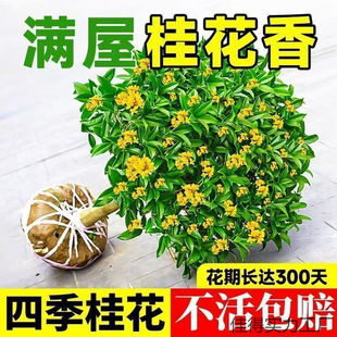 ļ𻨿ʳûMԹ𻨘;Gֲ҃ȻܺB