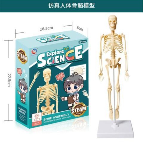 跨境儿童益智早教人体器官骨骼模型套装科教中小学生DIY显微镜