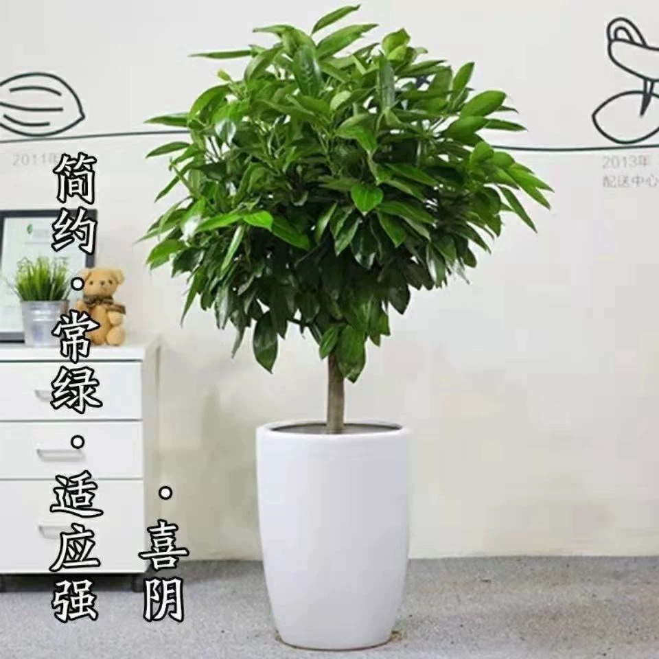 Большое Дерево Мира Бонсай Дерево Счастья Крытый Гостиная Зеленый Завод Цветок Очистка Воздуха Вечнозеленый