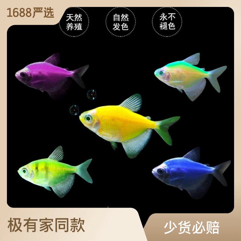 七彩天使鱼柠檬黄紫衣小型热带鱼观赏好养耐活淡水草缸小型群游鱼