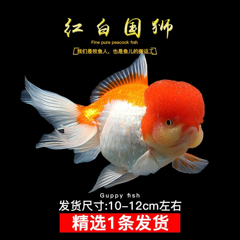 Pack of goldfish ornamental fish small freshwater easy care coldwater fry beginner baby goldfish ranchu koi