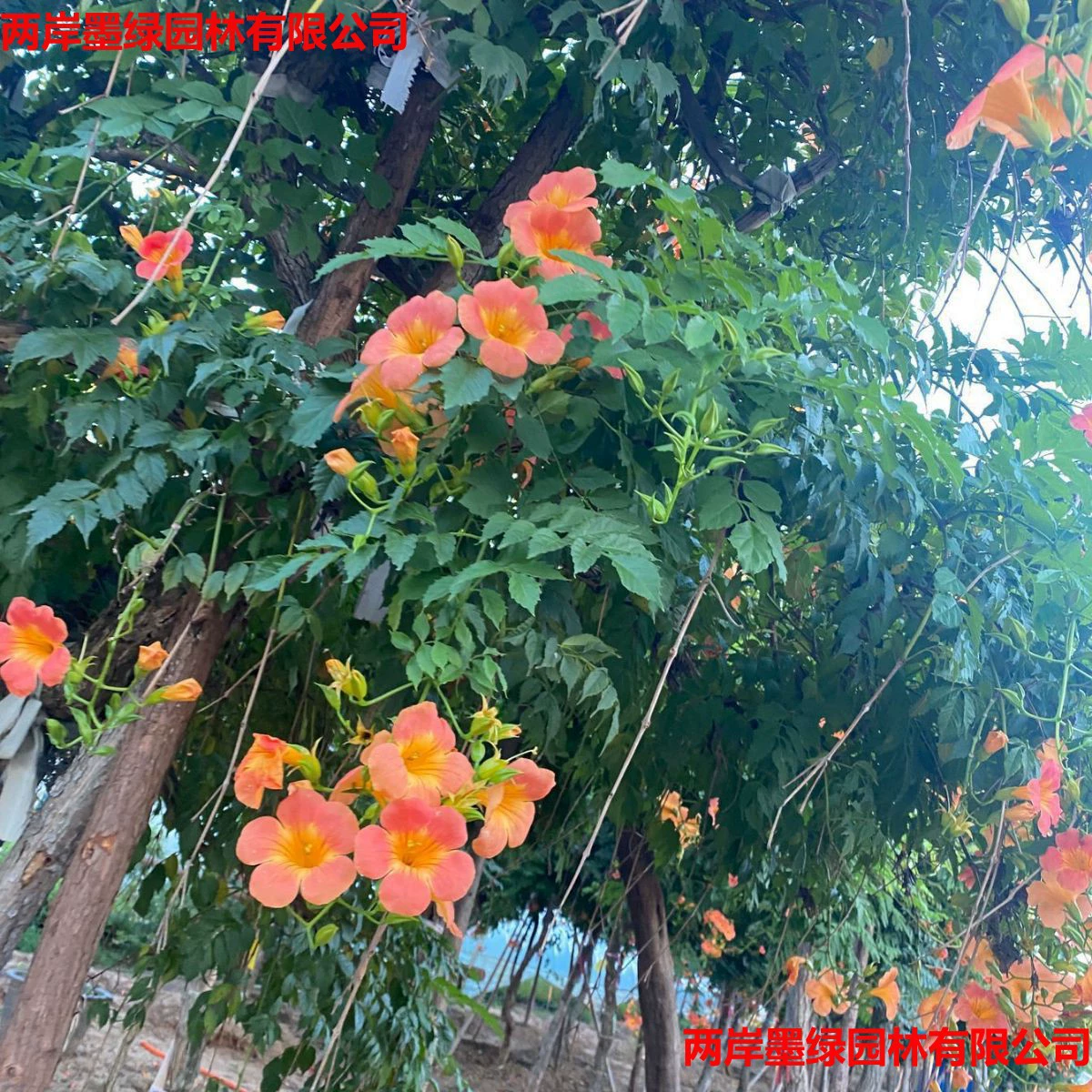 Саженцы клевера, вьющиеся растения для забора во дворе, морозостойкие подвесные цветы, цветок "фейерверк", американский клевер