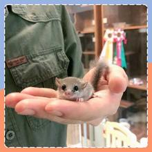 西班牙睡鼠懒人宠物小型幼崽好养活网红稀有粘人学生宿舍小动物跨
