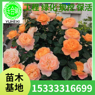 Juice Balcony Rose Flower Medium Seedling Potted Flower Plant Blooms in All Seasons Green Plant Rose Seedling Wholesale