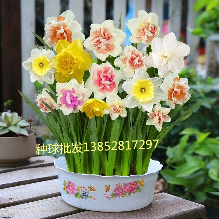 Семенной шарик оптом нарциссы Four Seasons Цветущий двойной Крытый двор легко выращивать