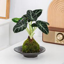 �����Z�q����̦�\�򱱚W�Lˮ��ֲ���҃Ȳ��������՚�����ȩ�Gֲ