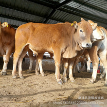 养牛场家出售牛苗黄牛 西门塔尔牛 小肉牛犊 济宁哪有卖鲁西黄牛
