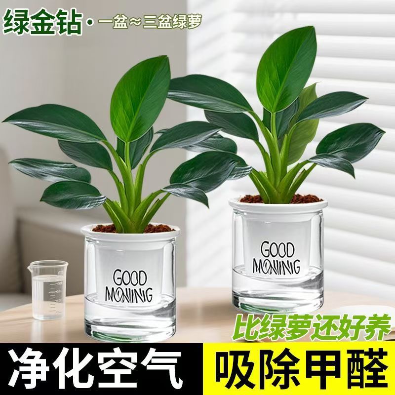 Large-Leaf Golden Diamond [Buy One, Get One Free] Get 2 Pots of Green Princess Potted Hydroponic Plants for Office, Bedroom and Living Room
