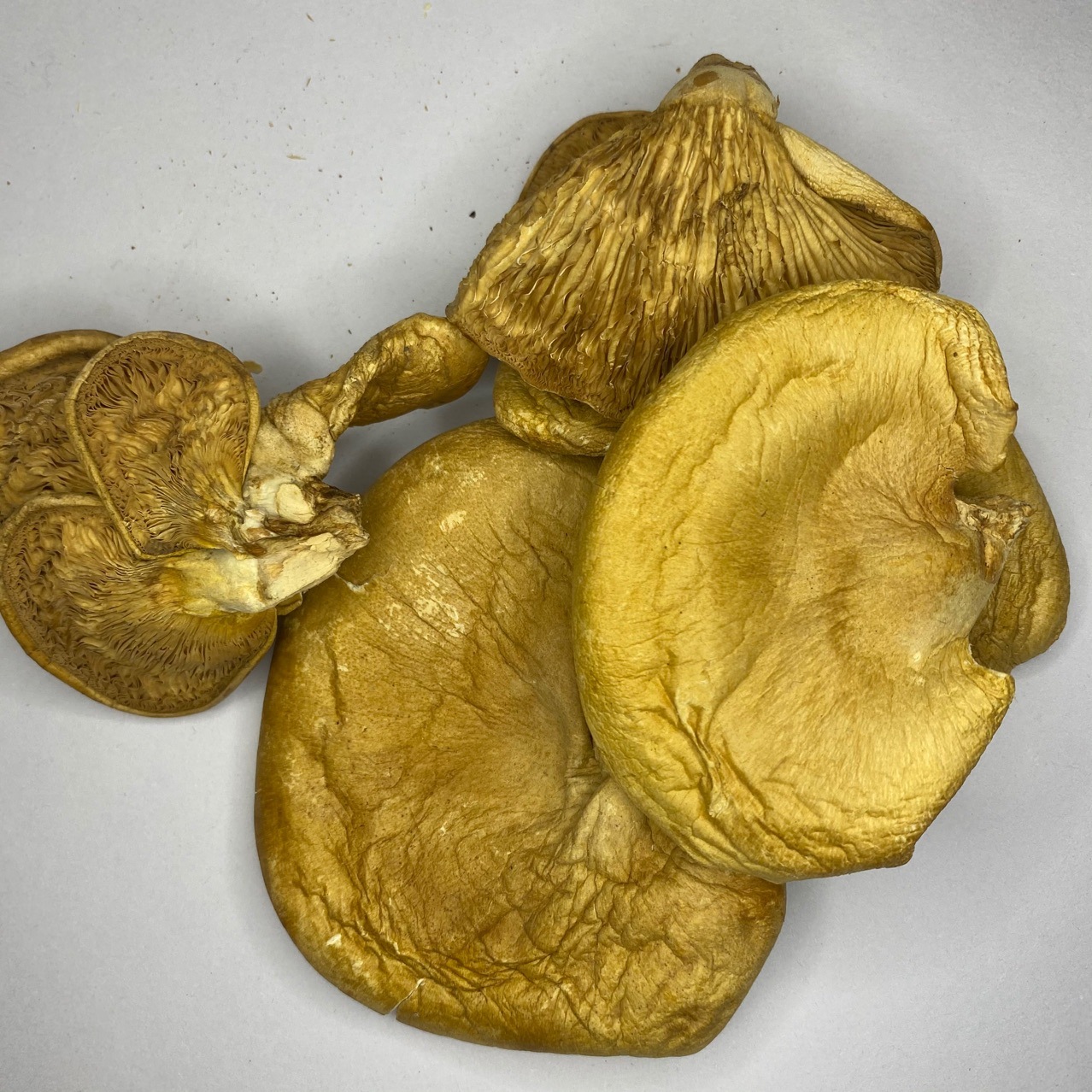 wholesale Northeast Mushroom