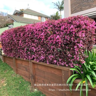 ��ľ�t��ͥԺ�G����G�h���^�䘶����ľ�t�������^����ɫ�K�t��ľ