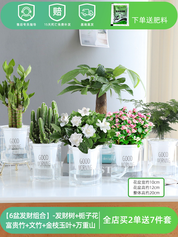 ✅[6 화분 행운 조합] 돈나무 + 치자나무 + 행운죽 + 아스파라거스 + 황금가지와 옥잎 + 완중산 (무료비료)