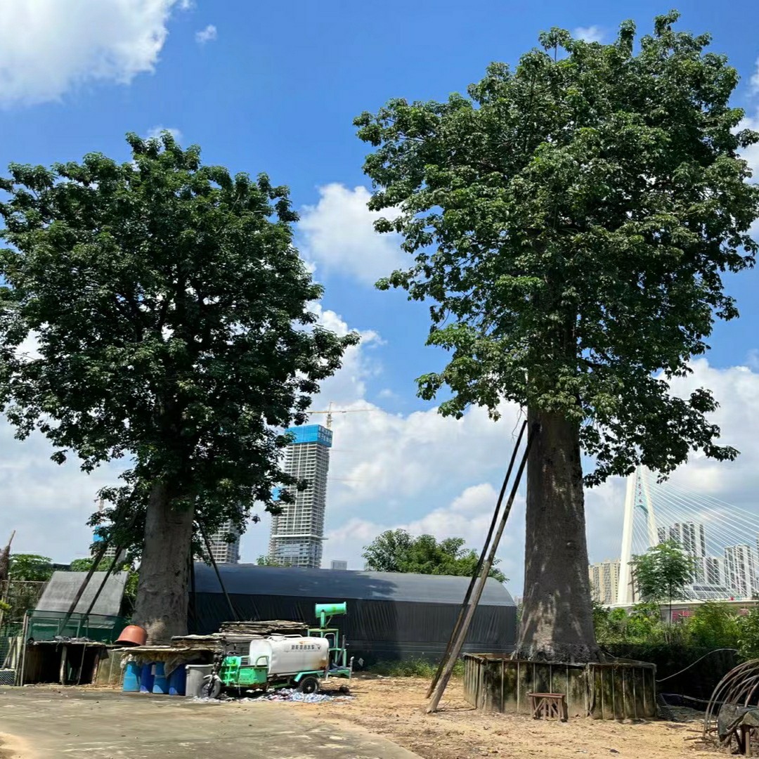 2311苗木基地 供应 非洲 猴面包树 0.5-2米大树 热带巨型大乔木