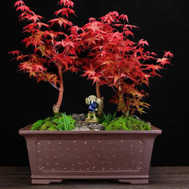 宜兴紫砂花盆大号长方形马槽客厅古典高档盆景盆室内假山造景批发