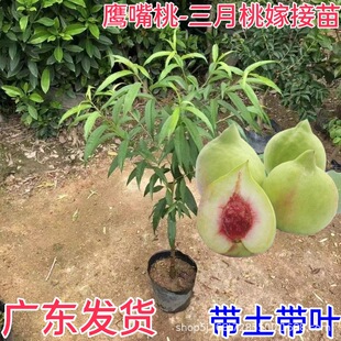 �V�|�����Ҙ���Ӽ���Ʒ�Ҙ��������B�ļ��ɷN�t��������������