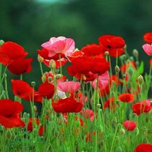 ˷Nӻɫu˷Nͺ͟ļ̨ͥԺԻܷN