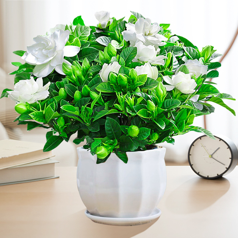 【새싹 있음】부티크 160 # 대형 치자나무(다이아몬드 세라믹 화분) + 영양액