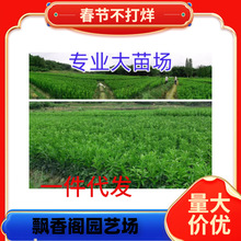 �޽ӳ�����t��Ѫ���Ә������Ե��Թ��������Ѫ���Ә���Y������