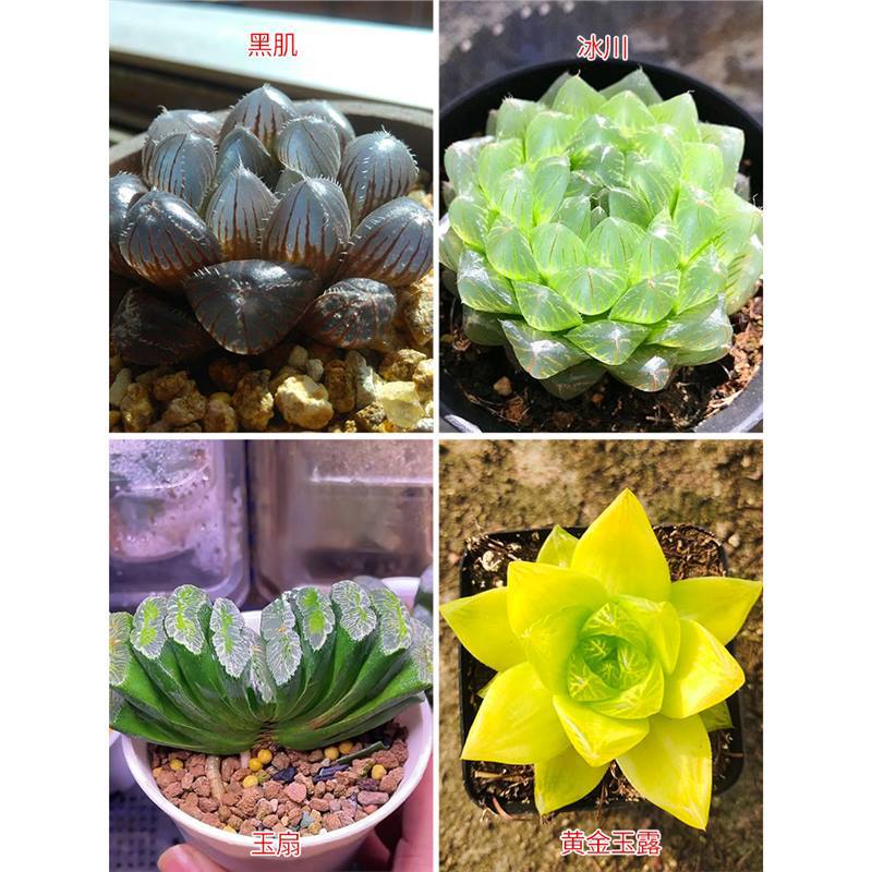 옥부채 + 흑공주 + 금 + 빙하