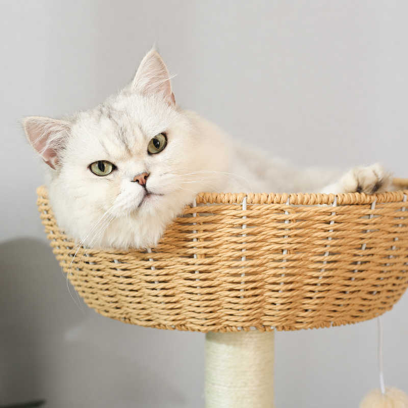 Rack de escalada para gatos domésticos