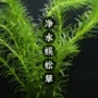 增氧新手植物水草造景