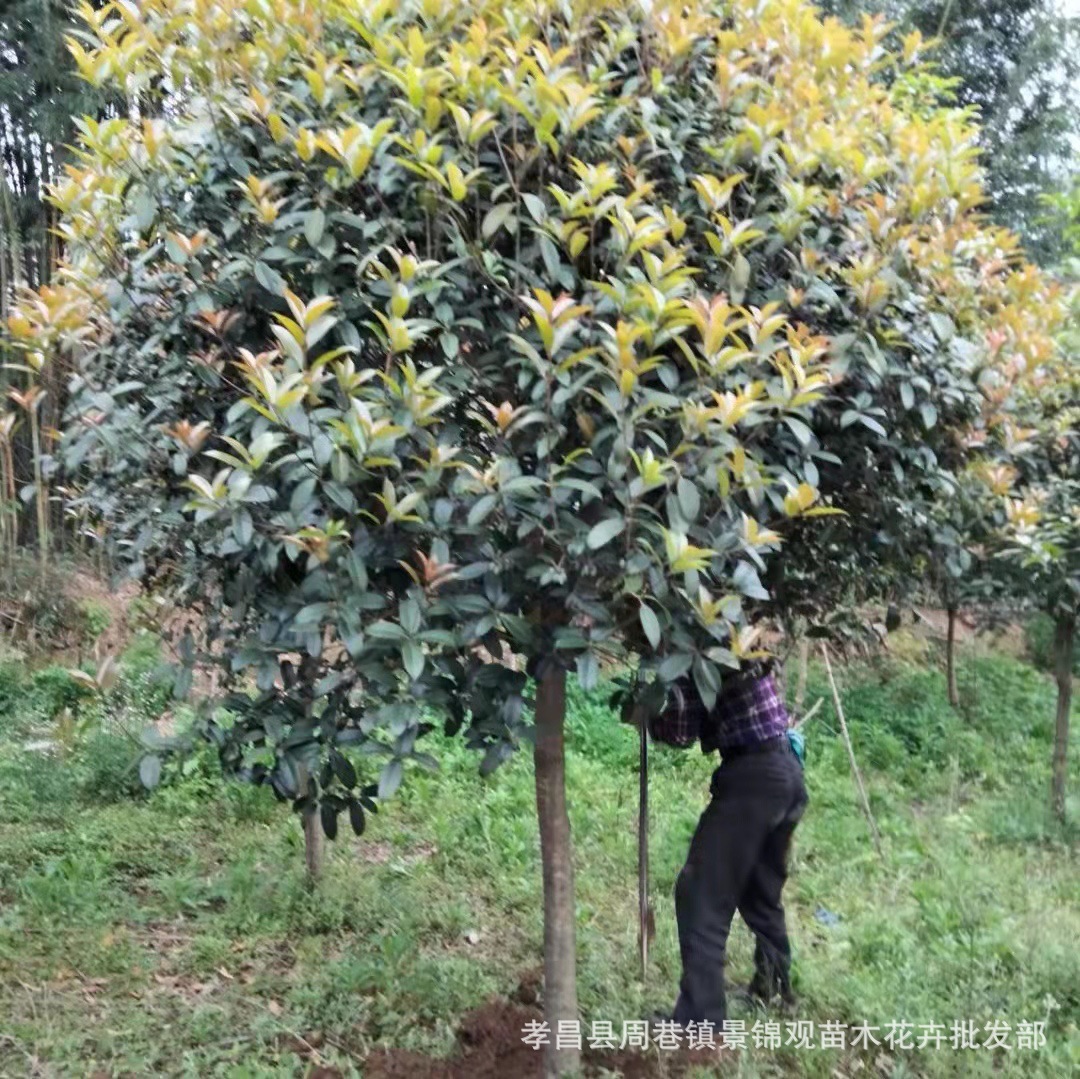 桂花苗1公分 2公分 3公分桂花树批发湖北桂花 河南桂花 湖南桂花