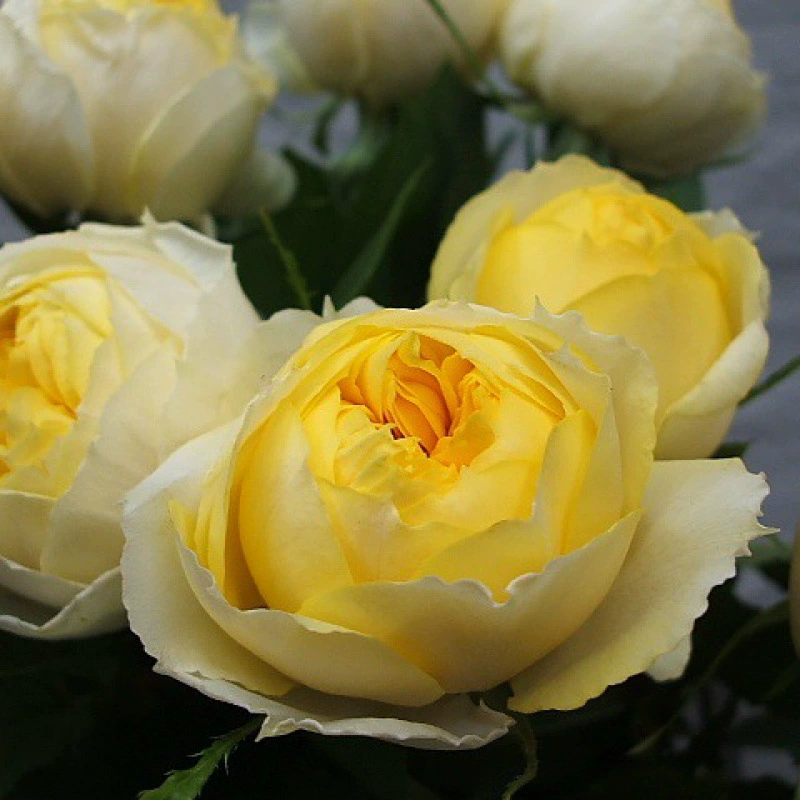 Rose Canary Миниатюрный балкон Просмотр цветов в горшке