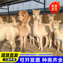 �����Bֳ������ ������̰�����F�����R����С����Bֳ����