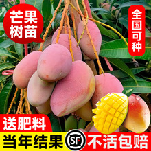 芒果树苗正宗嫁接金煌芒果苗树庭院阳台当年结果南方地栽盆栽好养