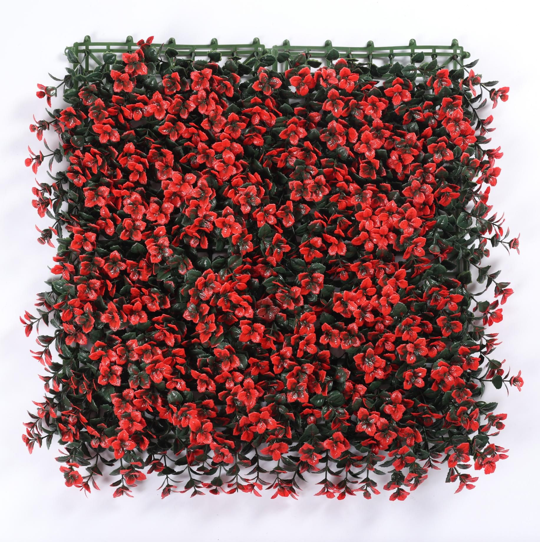 Red lucky grass