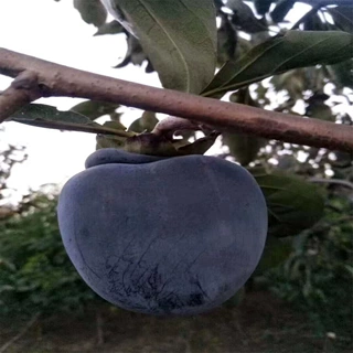 巧克力黑柿子树苗南北方庭院地栽盆栽种植特大果嫁接果树当年结果