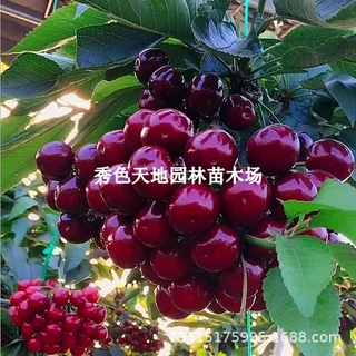 嫁接紫沙车厘子树苗特大脆甜樱桃苗盆栽地栽南方北方种植当年结果