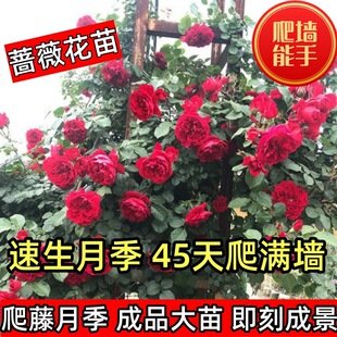 1.3�������¼��󻨝����Nޱ����ͥԺ����ֲ�ﻨ������õ���ļ��_