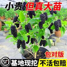 桑葚树苗果树果苗地栽南北方庭院种植嫁接大苗桑葚苗四季当年结果