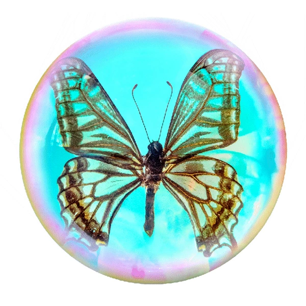 8.9cm semicircle colorful citrus swallowtail butterfly