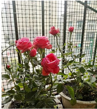 С��Ӳ���F�z�W�����Bֳ�W�B�u�W���m�W䓽z����W�����̨���o�W