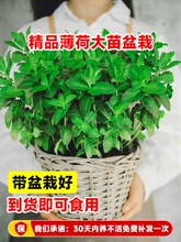 �������Կ�ʳ�ô����҃���þGֲ�Ե����ļ�����ֲ���؈�����~