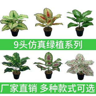 �S��ֱ�N�������~���T�~����Gֲ���� �Ҿ����Թ����쾰�b�