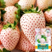 白草莓种子籽奶油四季草莓种子室内外阳台蔬菜水果盆栽植物种子