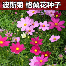 ˹ջNɣN ׻NͥԺ⻨ҰMl