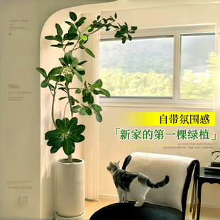 �W�t�ϼ��������Կ͏d�Gֲ�҃ȴ��͸�ɽ���S���Ř������լ��Ƥ��