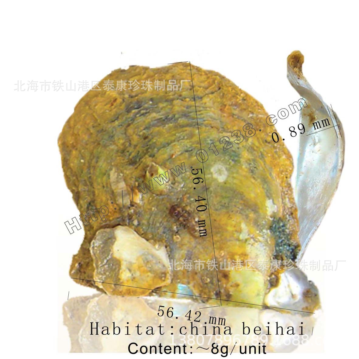 Akoya shell��������ĸ_���ϱ���%�������鱴��Ŧ��ԭ����