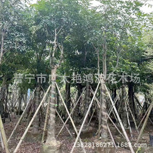 广西深圳供应绿化苗木桃花心木花木农户自家花场园林假植苗木乔木