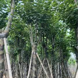 移植宫粉紫荆树苗羊蹄甲绿化行道树乔木庭院景观市政工程苗木现货