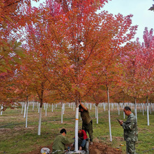 ���l�����t���������ͥԺС�^��������������t���＾�^�p�t����